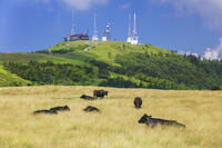 美ヶ原高原の王ヶ頭 [KNO110022780]