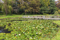 古河公方公園にて蓮の花 [KNO110023129]