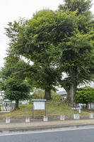 小金井一里塚 [KNO110023143]