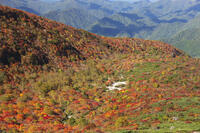 姥ヶ平の紅葉 [KNO110023204]