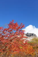 姥ヶ平の紅葉と茶臼岳 [KNO110023223]