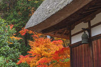常楽寺本堂と紅葉 [KNO110023550]