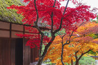 常楽寺本堂と紅葉 [KNO110023551]