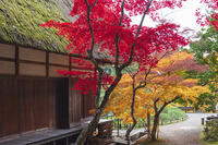 常楽寺本堂と紅葉 [KNO110023552]