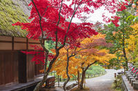 常楽寺本堂と紅葉 [KNO110023554]