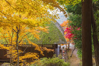 常楽寺本堂と紅葉 [KNO110023556]