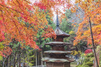 安楽寺八角三重塔 [KNO110023566]