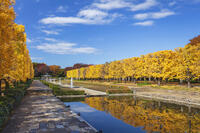 国営昭和記念公園のイチョウ並木 [KNO110023579]