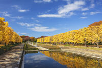 国営昭和記念公園のイチョウ並木 [KNO110023581]