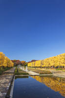 国営昭和記念公園のイチョウ並木 [KNO110023585]