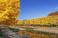 国営昭和記念公園のイチョウ並木 [KNO110023586]