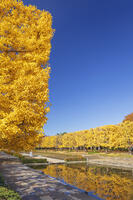 国営昭和記念公園のイチョウ並木 [KNO110023587]