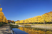 国営昭和記念公園のイチョウ並木 [KNO110023588]