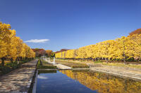 国営昭和記念公園のイチョウ並木 [KNO110023590]