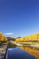 国営昭和記念公園のイチョウ並木 [KNO110023592]