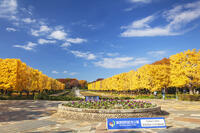 国営昭和記念公園のイチョウ並木 [KNO110023595]