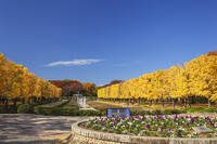 国営昭和記念公園のイチョウ並木 [KNO110023596]