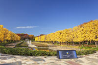 国営昭和記念公園のイチョウ並木 [KNO110023597]