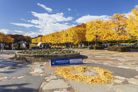 国営昭和記念公園のイチョウ並木 [KNO110023598]