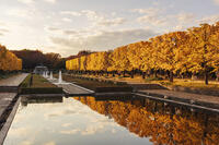 国営昭和記念公園のイチョウ並木 [KNO110023600]