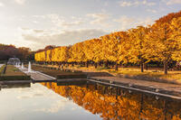 国営昭和記念公園のイチョウ並木 [KNO110023601]