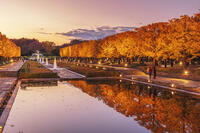 国営昭和記念公園のイチョウ並木 [KNO110023604]