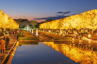 国営昭和記念公園のイチョウ並木 [KNO110023610]