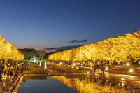 国営昭和記念公園のイチョウ並木 [KNO110023611]