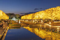 国営昭和記念公園のイチョウ並木 [KNO110023613]