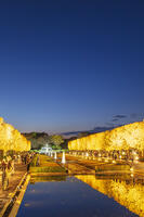 国営昭和記念公園のイチョウ並木 [KNO110023614]