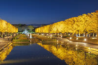 国営昭和記念公園のイチョウ並木 [KNO110023616]