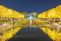 国営昭和記念公園のイチョウ並木 [KNO110023621]