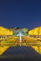 国営昭和記念公園のイチョウ並木 [KNO110023622]