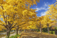 国営昭和記念公園のイチョウ並木 [KNO110023628]