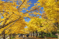 国営昭和記念公園のイチョウ並木 [KNO110023629]