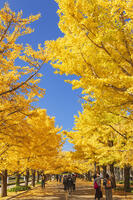 国営昭和記念公園のイチョウ並木 [KNO110023632]