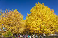 国営昭和記念公園のイチョウ並木 [KNO110023634]