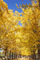 国営昭和記念公園のイチョウ並木 [KNO110023636]