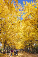 国営昭和記念公園のイチョウ並木 [KNO110023638]