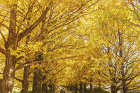 国営昭和記念公園のイチョウ並木 [KNO110023639]