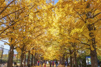 国営昭和記念公園のイチョウ並木 [KNO110023640]