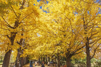 国営昭和記念公園のイチョウ並木 [KNO110023642]