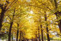 国営昭和記念公園のイチョウ並木 [KNO110023644]