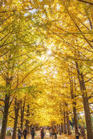 国営昭和記念公園のイチョウ並木 [KNO110023646]