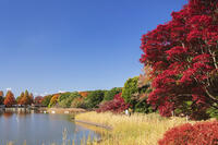 国営昭和記念公園の水鳥の池 [KNO110023647]
