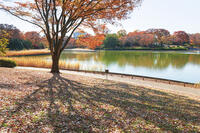 国営昭和記念公園の水鳥の池　【画像修正：人物を消去】 [KNO110023648]