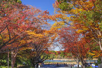 国営昭和記念公園 [KNO110023649]