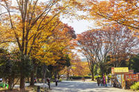 国営昭和記念公園 [KNO110023650]