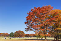 国営昭和記念公園 [KNO110023651]