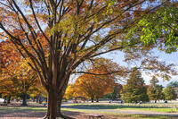 国営昭和記念公園 [KNO110023652]